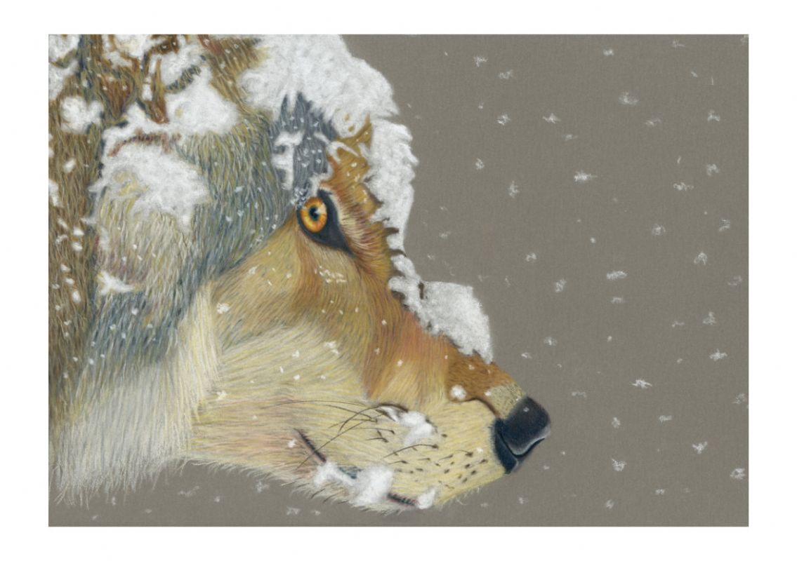 Snow wolf giclee print by Alan Taylor Art